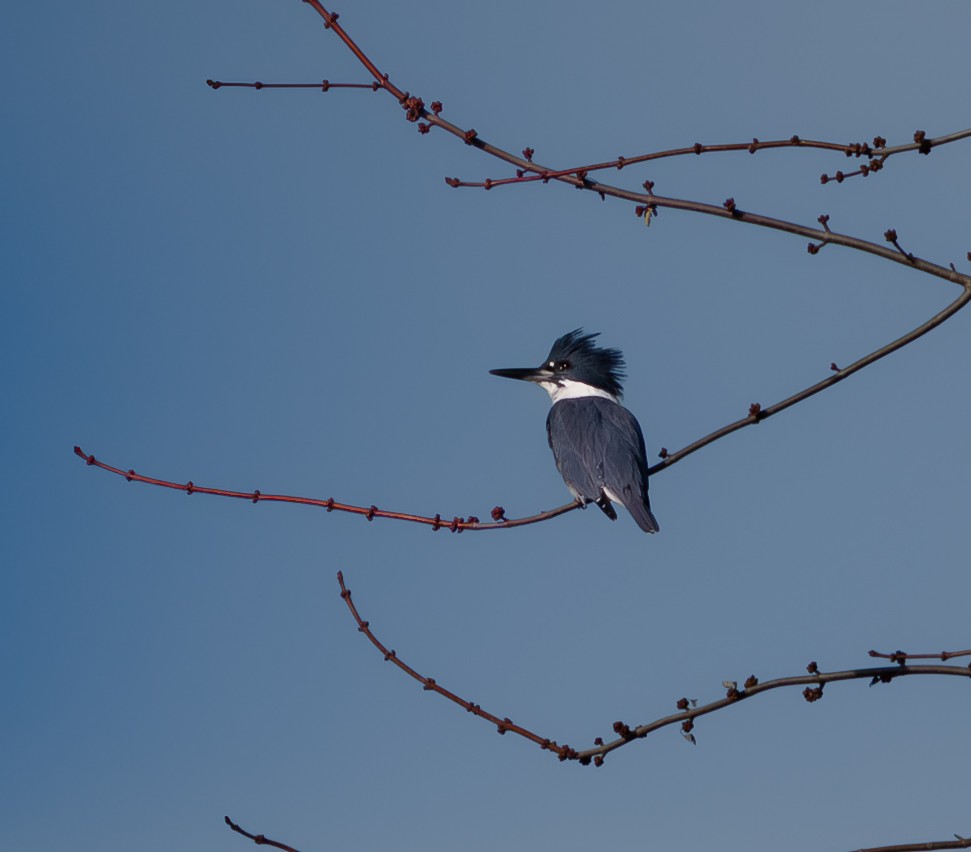 Martín Gigante Norteamericano - ML647136640