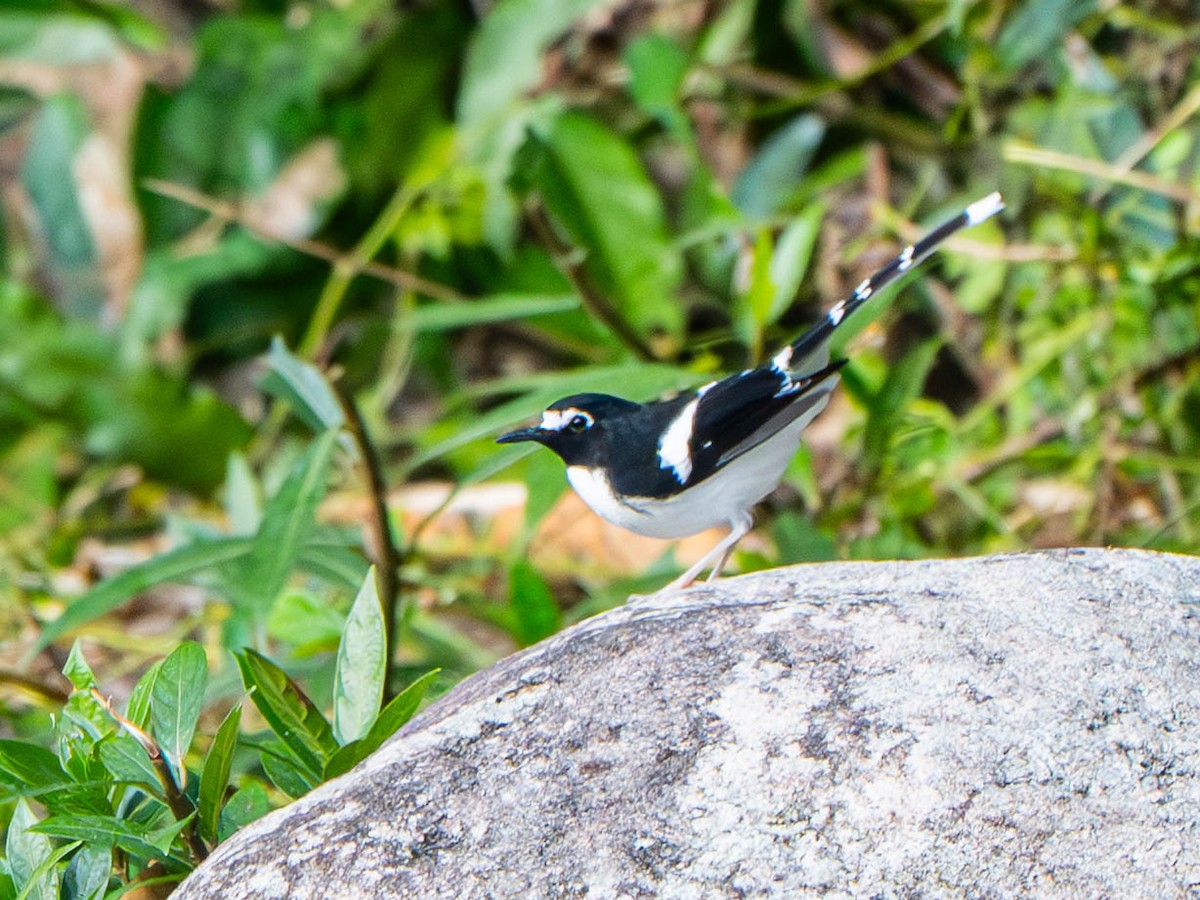 Torrentero Dorsinegro - ML647136643