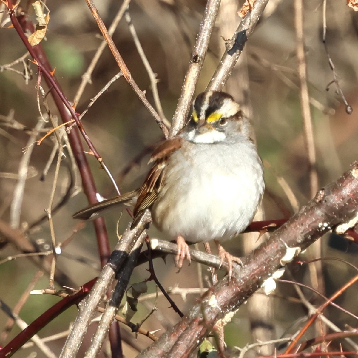 Chingolo Gorjiblanco - ML647136644