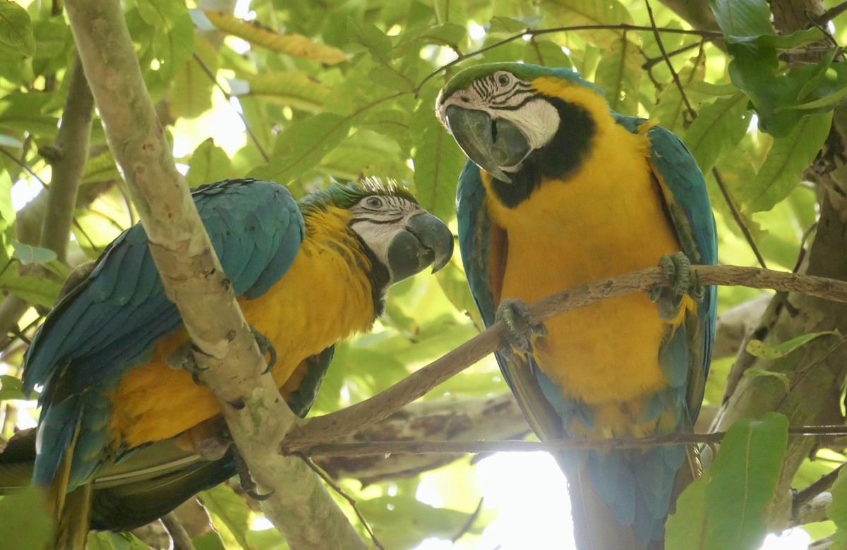 Blue-and-yellow Macaw - ML647136648