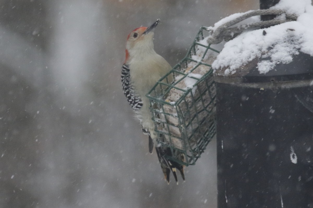 Carpintero de Carolina - ML647136649