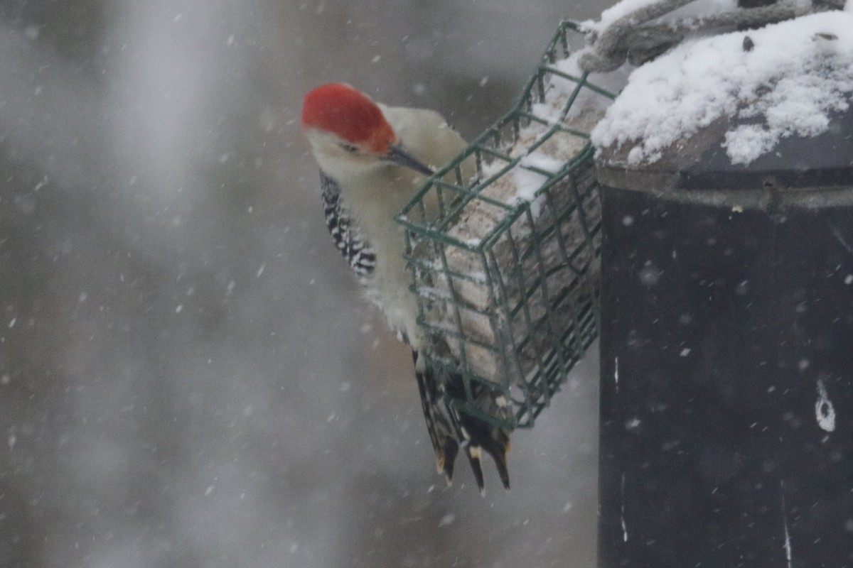 Carpintero de Carolina - ML647136650