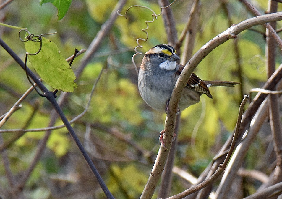 Chingolo Gorjiblanco - ML647136652