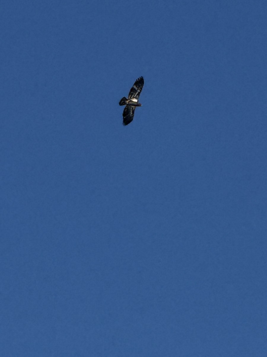 Pigargo Americano - ML647136653