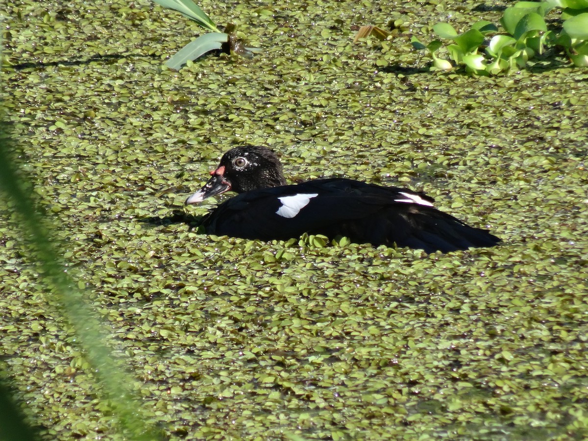 Pato Criollo - ML647136654