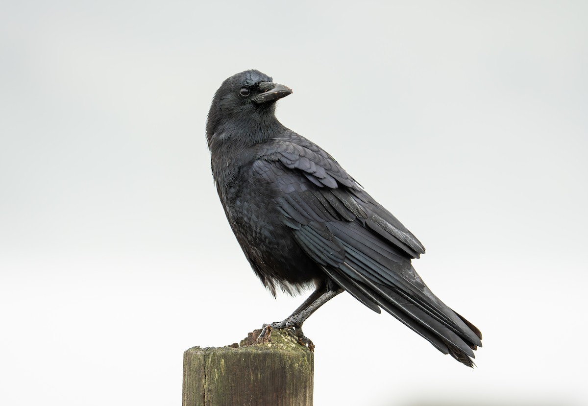 Cuervo Americano - ML647136656