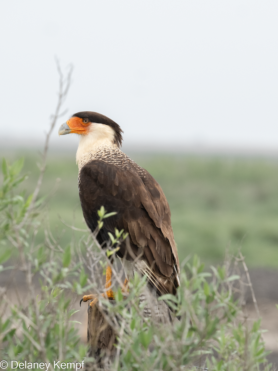 gribbkarakara (cheriway) - ML647136657