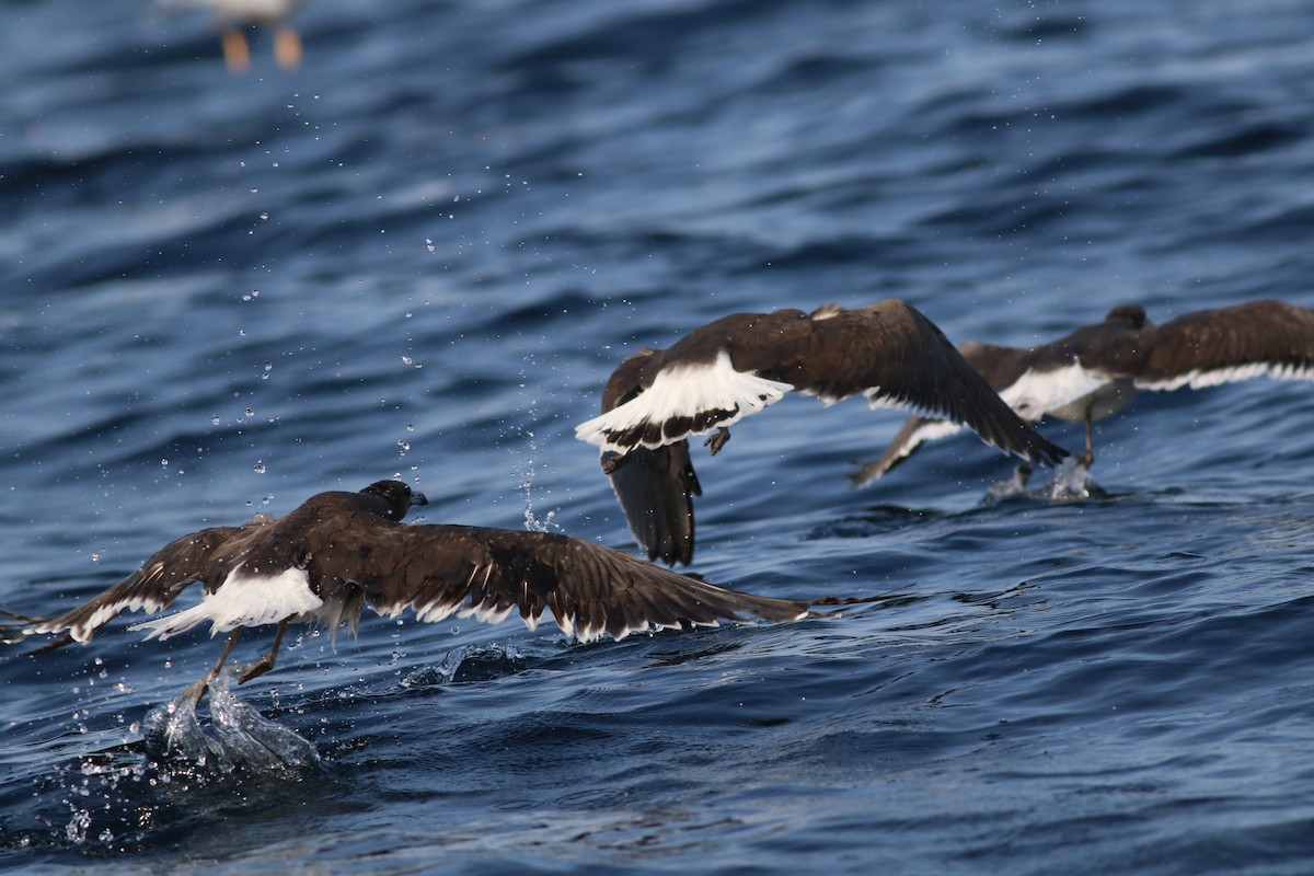 Gaviota Cejiblanca - ML647136658