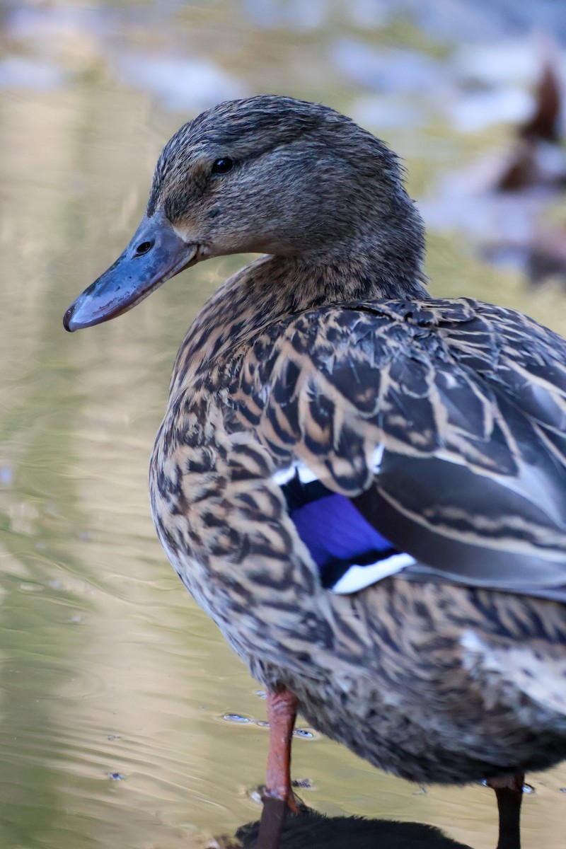 Ánade Azulón - ML647136660