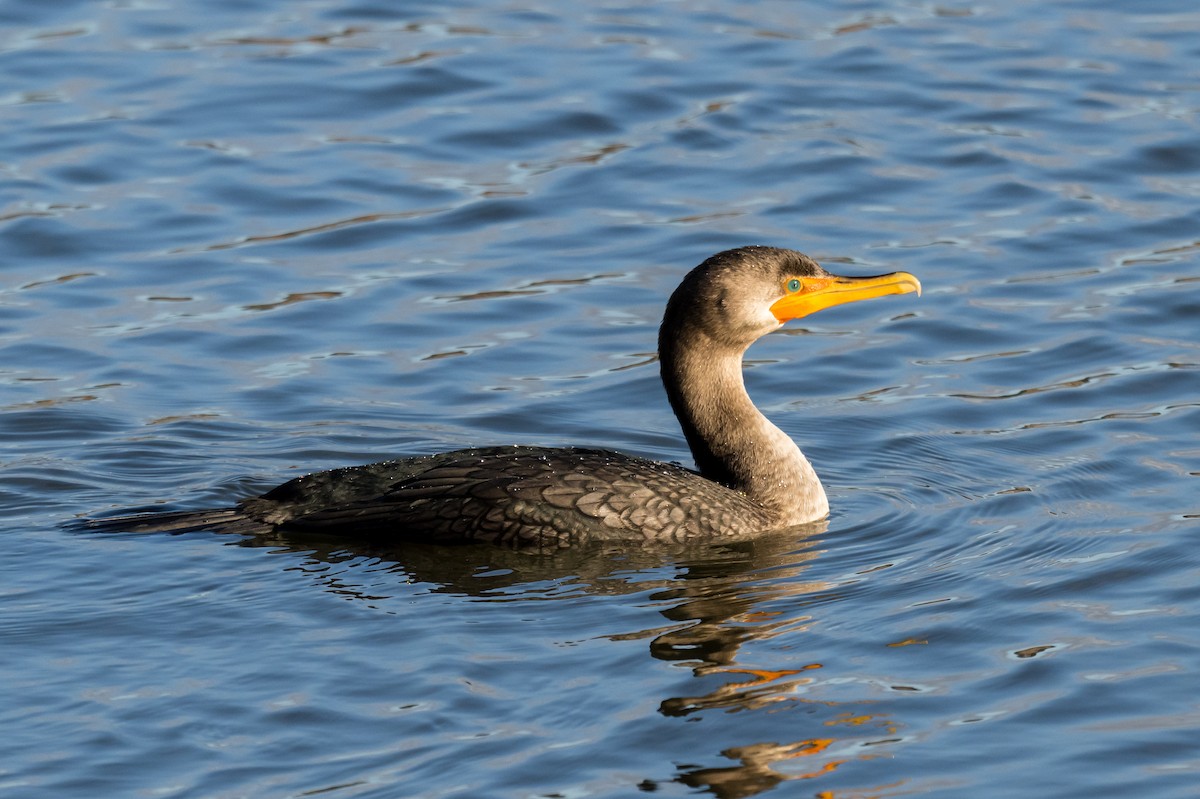 Cormorán Orejudo - ML647136661