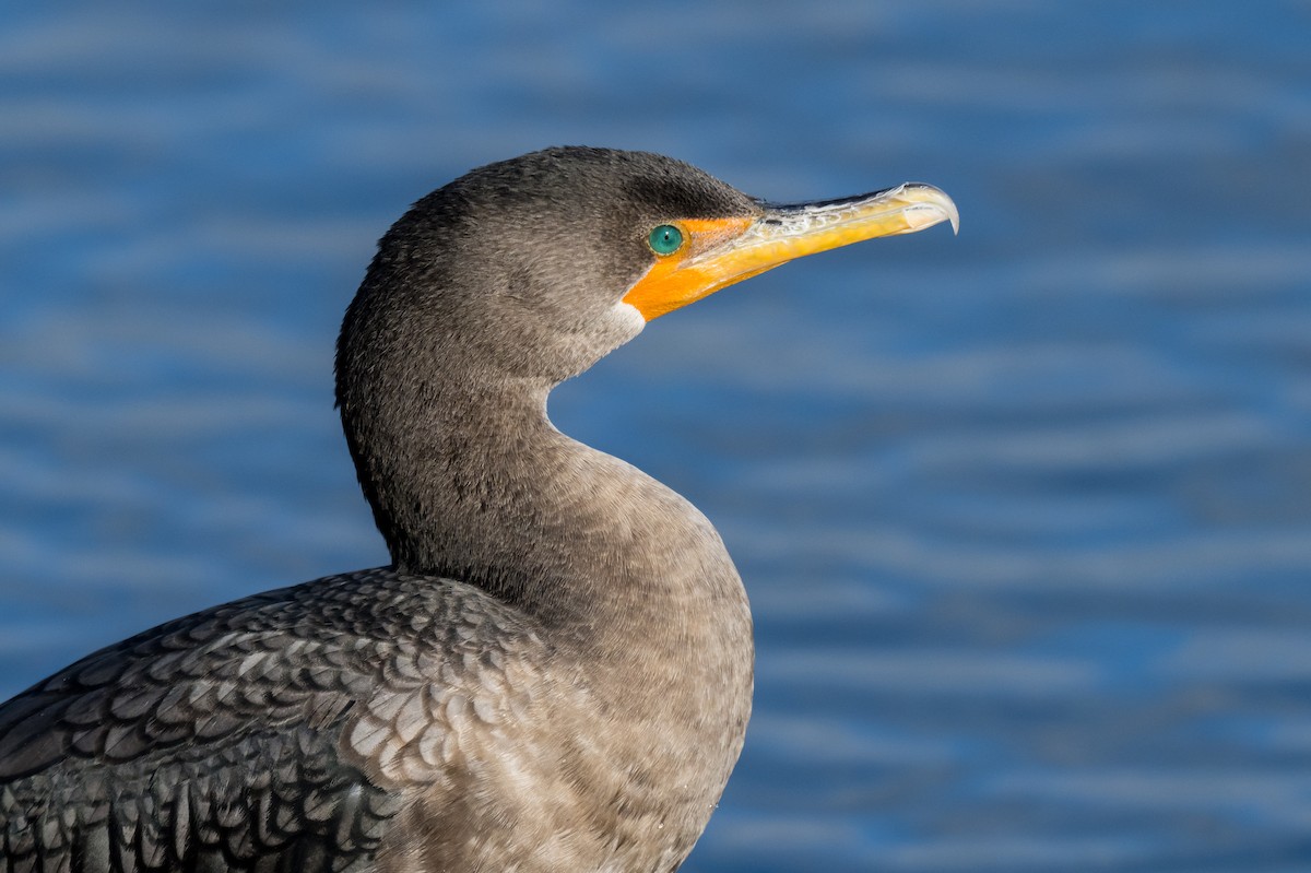 Cormorán Orejudo - ML647136662
