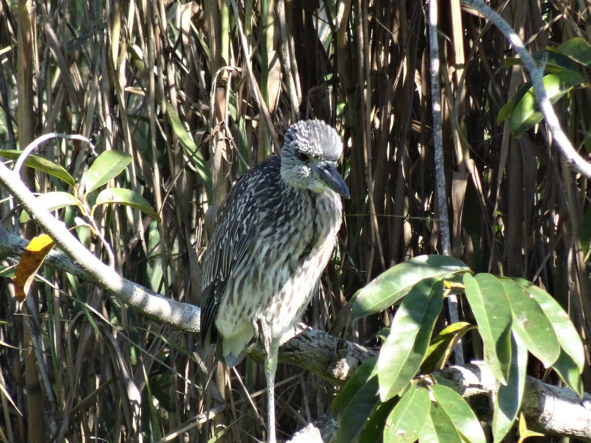 Martinete Coronado - ML647136663