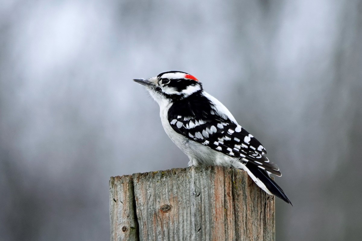 Pico Pubescente - ML647136664