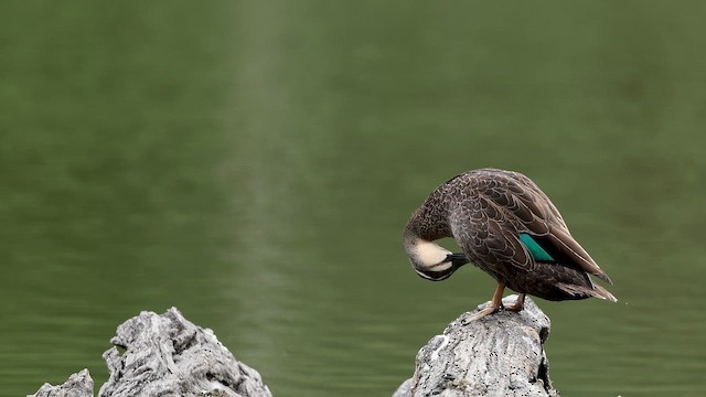 Pacific Black Duck - ML647136665