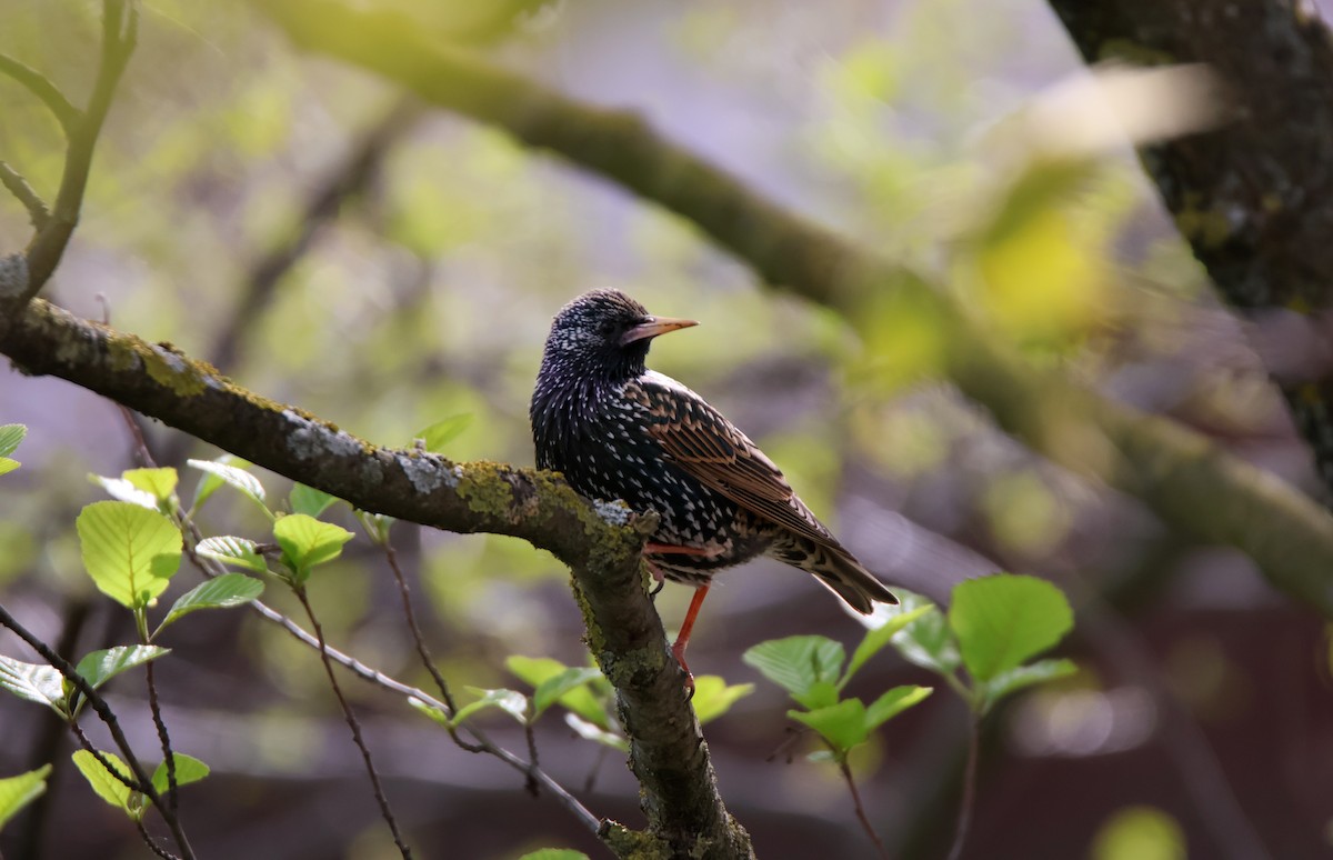 European Starling - ML647136671