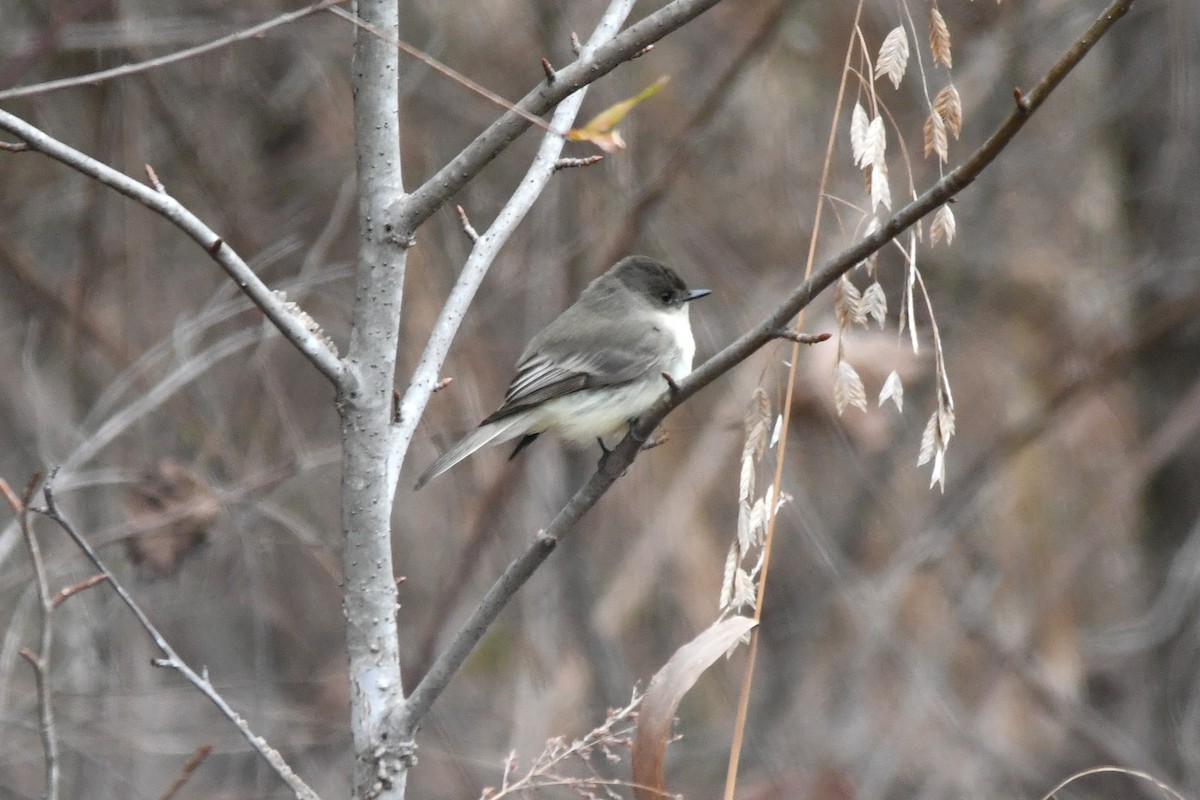 Eastern Phoebe - ML647136672