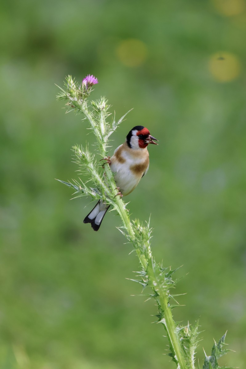 European Goldfinch - ML647136676