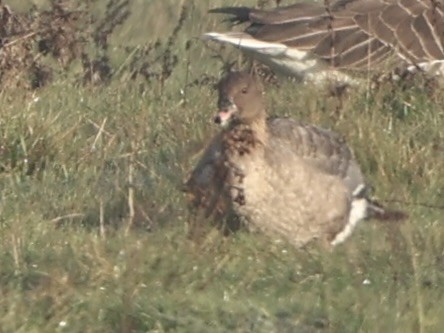 Pink-footed Goose - ML647136684
