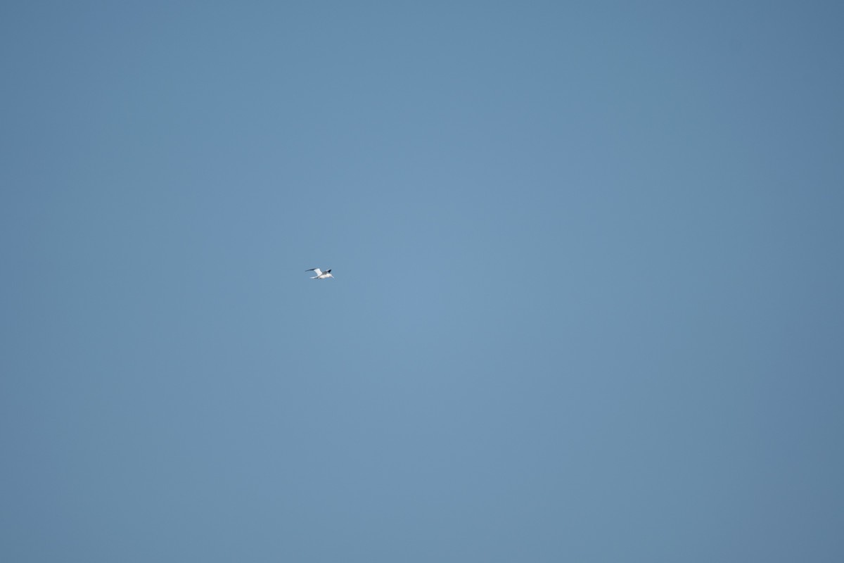 סולה מצויה - ML647136690