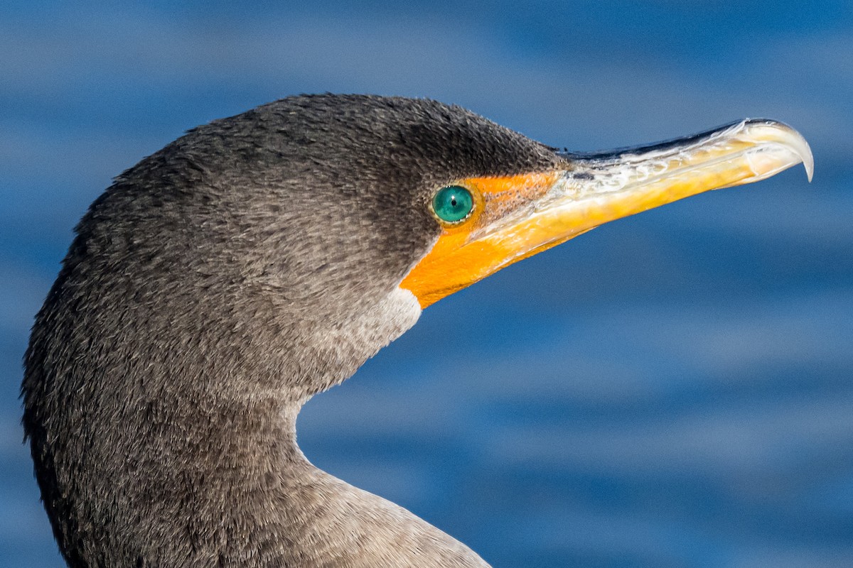 Ohrenscharbe - ML647136694