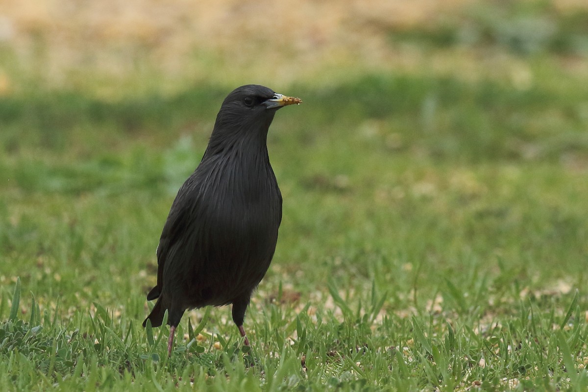 Spotless Starling - ML647136702