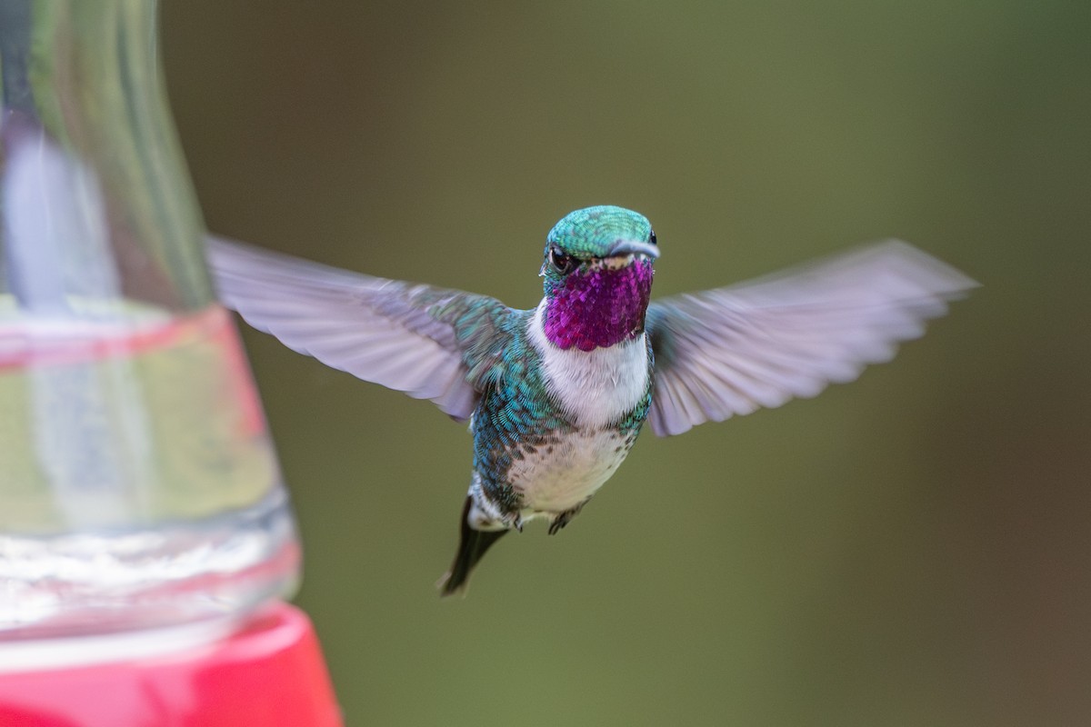 kalypta ostroocasá - ML647136711