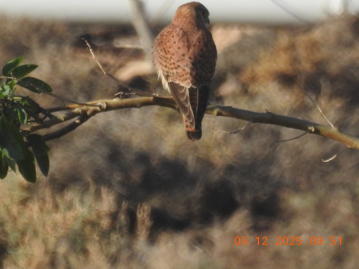 Eurasian Kestrel - ML647136716