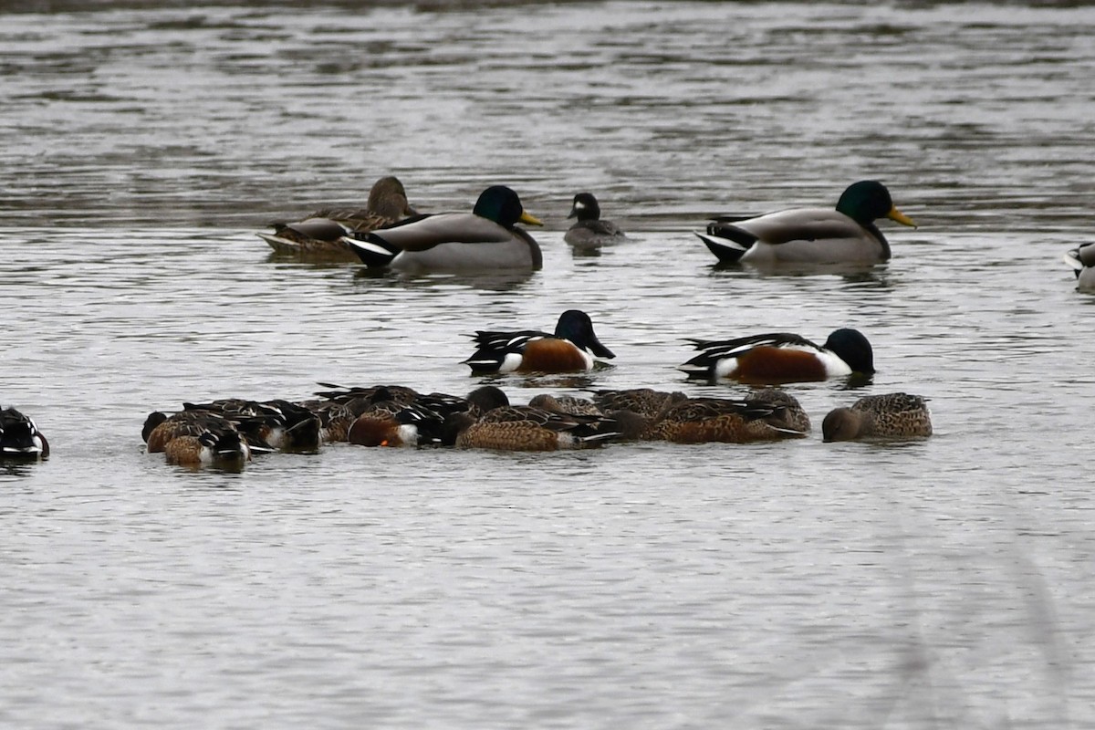 Ahate mokozabal zuria - ML647136725