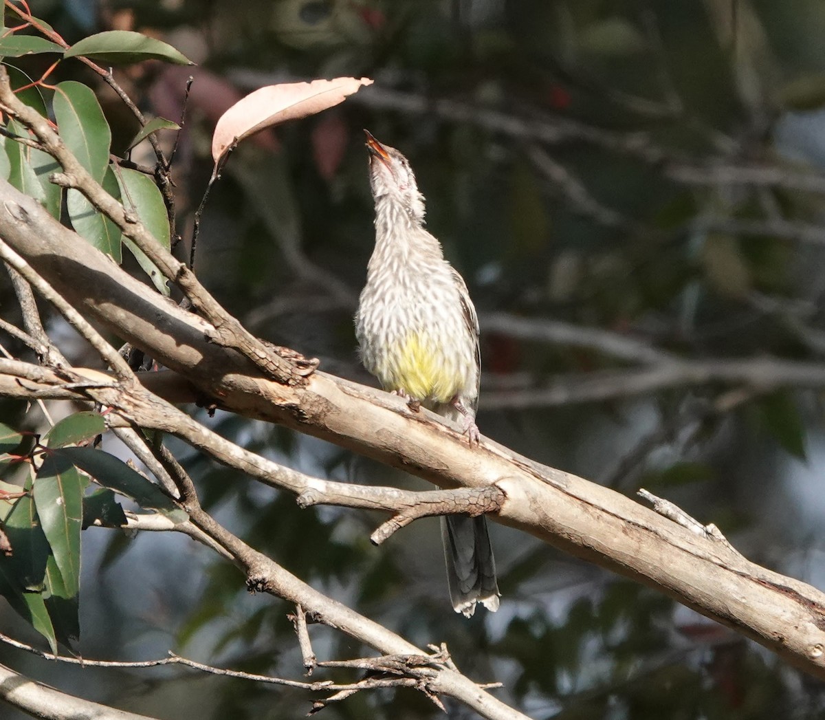 Red Wattlebird - ML647136726