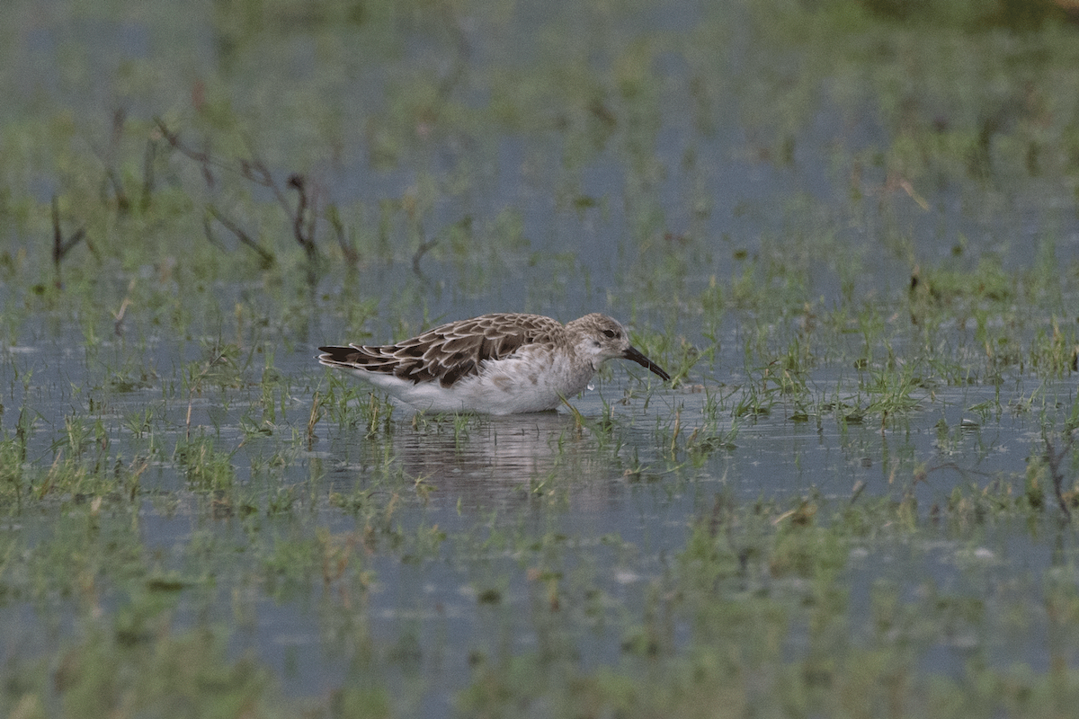 jespák bojovný - ML647136732