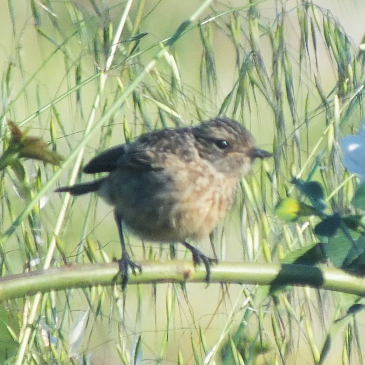 European Stonechat - ML647136733