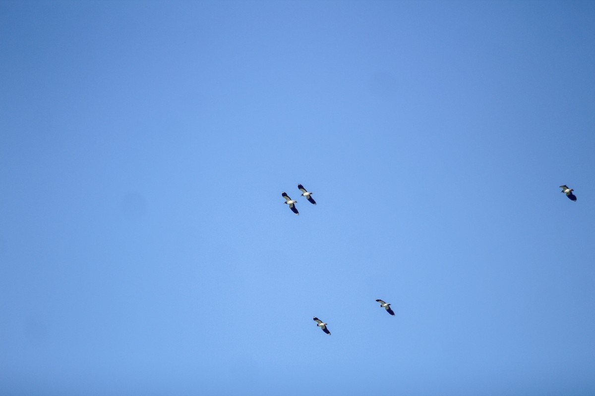 Northern Lapwing - ML647136734