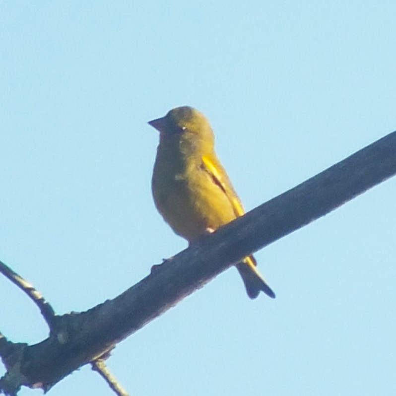 European Greenfinch - ML647136738