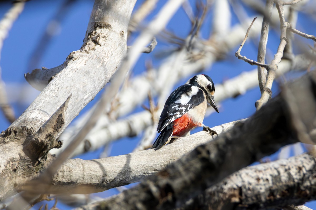 strakapoud velký - ML647136745