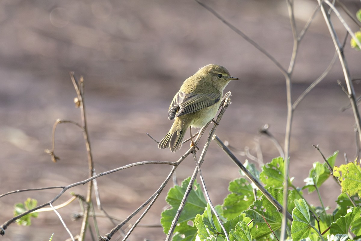 budníček menší - ML647136748