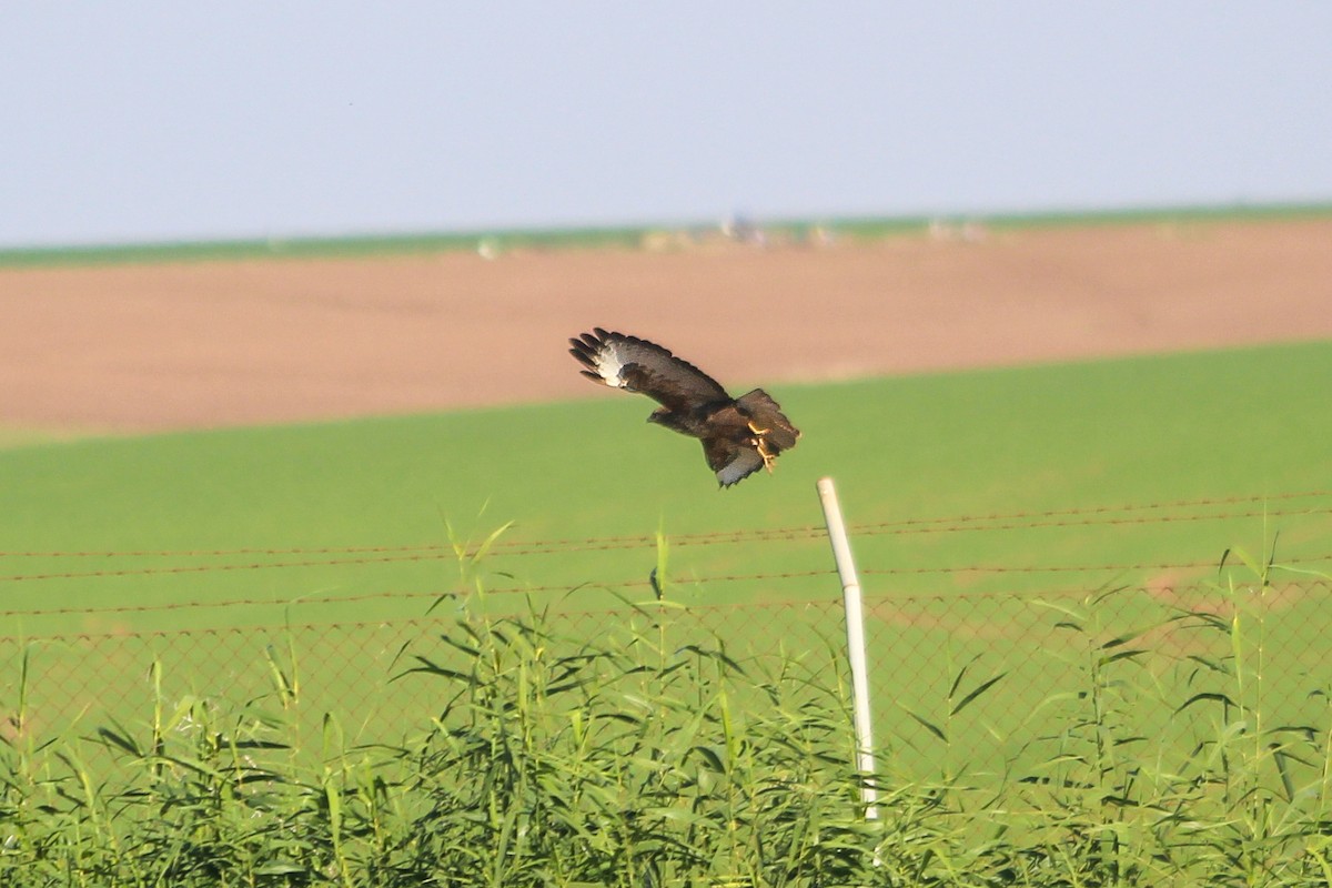 Common Buzzard - ML647136749
