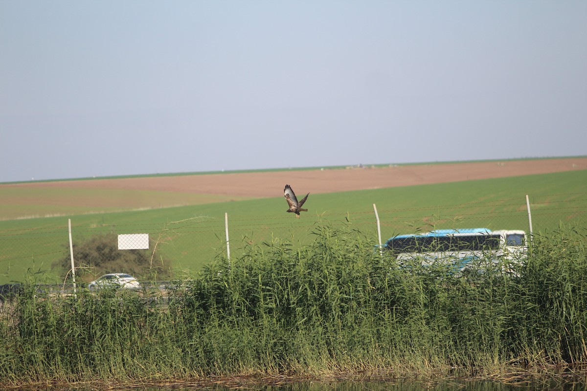 Common Buzzard - ML647136750