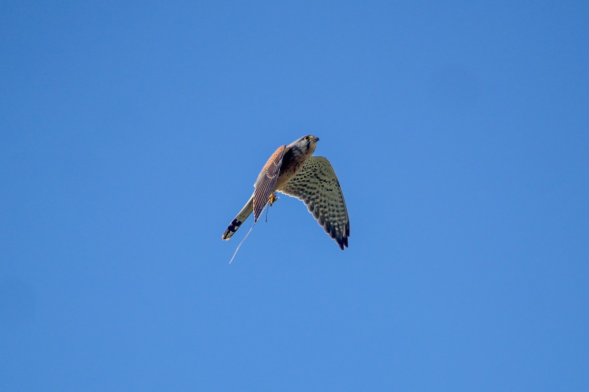 Eurasian Kestrel - ML647136760