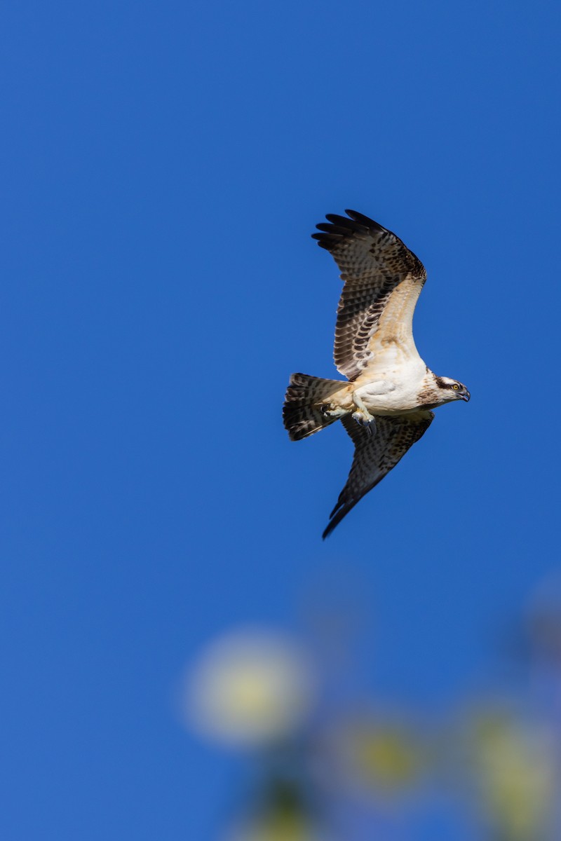 Osprey - ML647136761