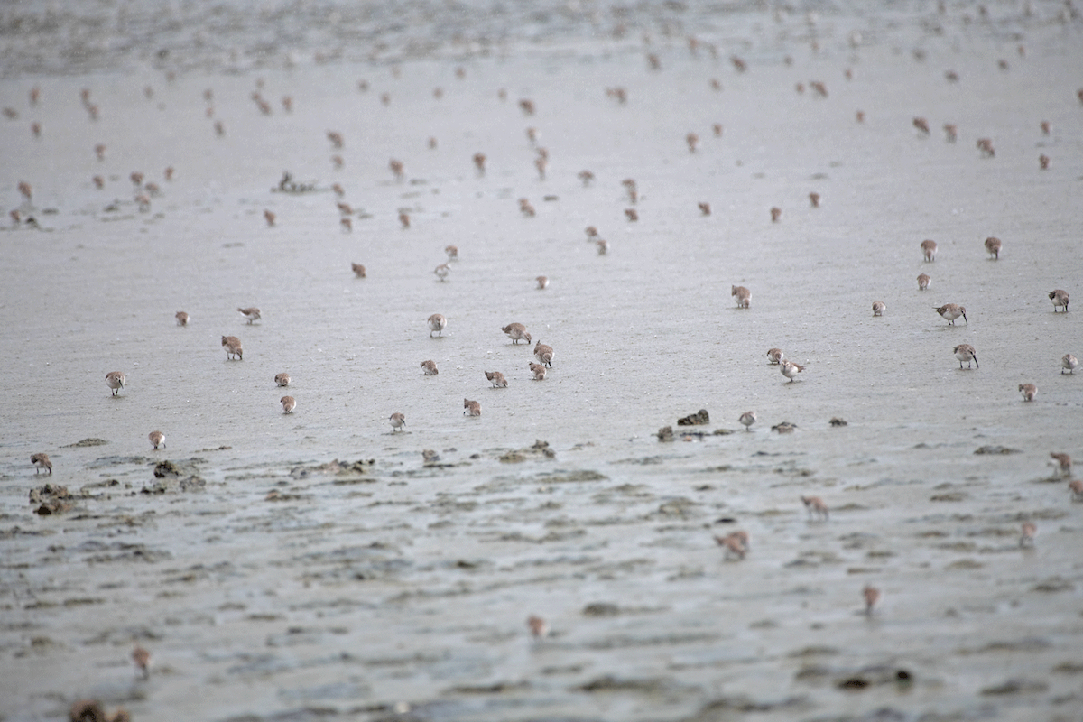 dlouhokřídlí sp. - ML647136767