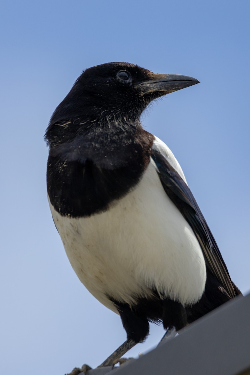 Eurasian Magpie - ML647136774