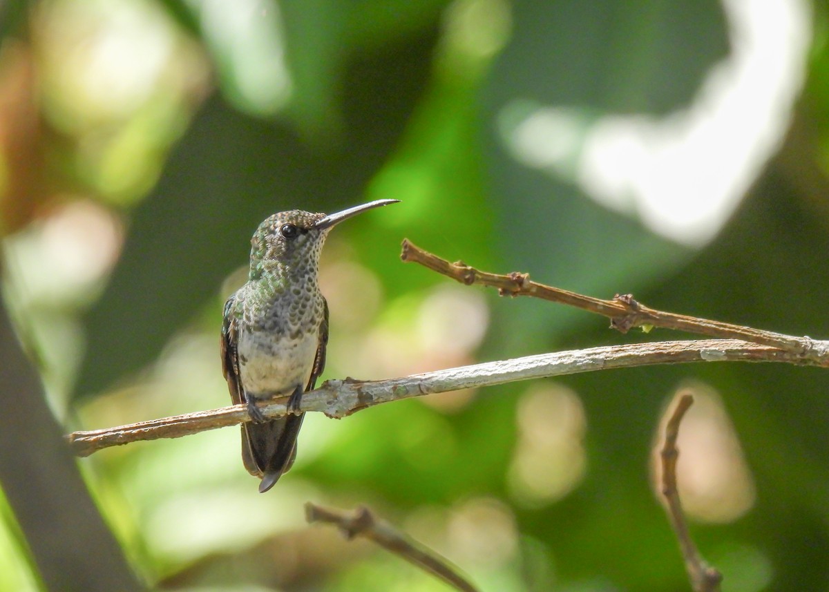 Colibri grivelé - ML647136777