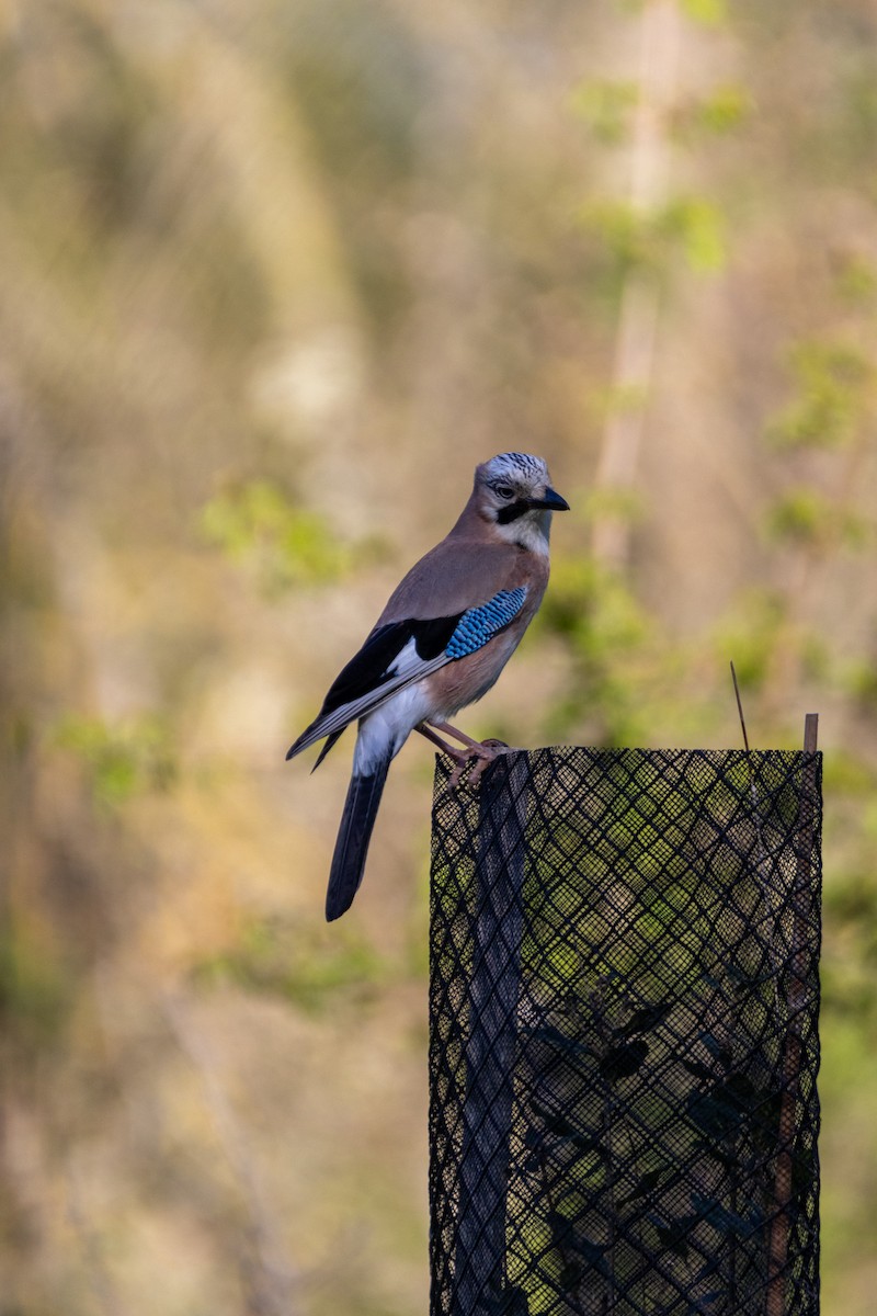 Eurasian Jay - ML647136794