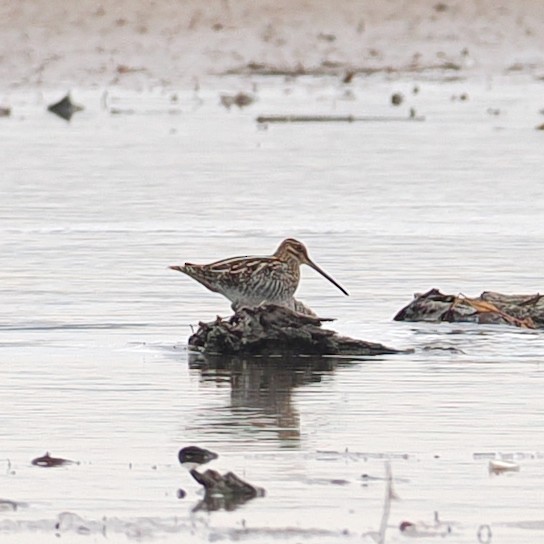 Wilson's Snipe - ML647136808