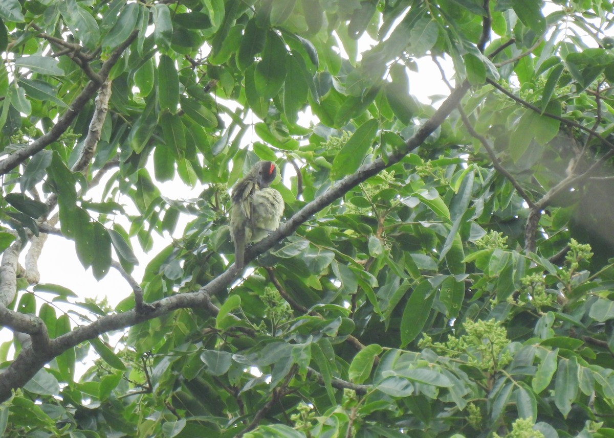 Sharpbill - ML647136809