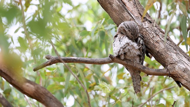 Tawny Frogmouth - ML647136810