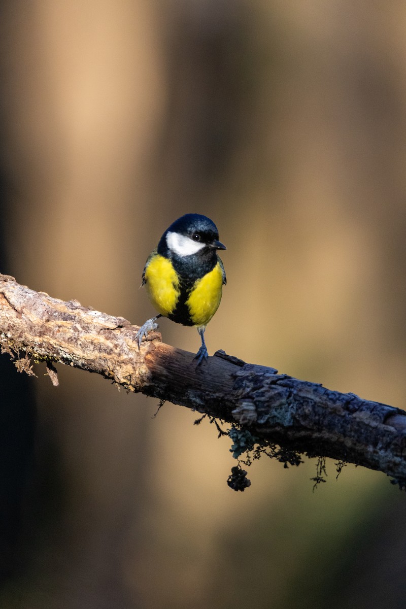 Great Tit - ML647136819