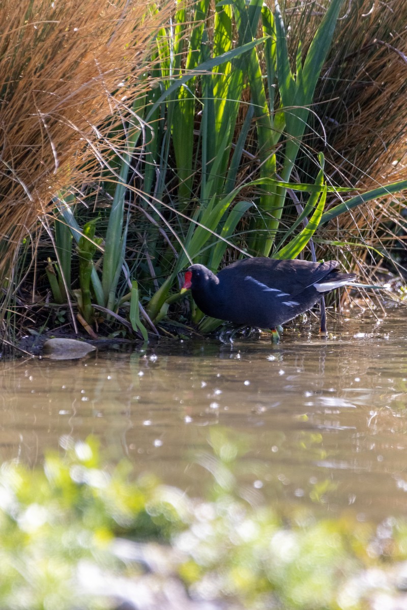 Eurasian Moorhen - ML647136827