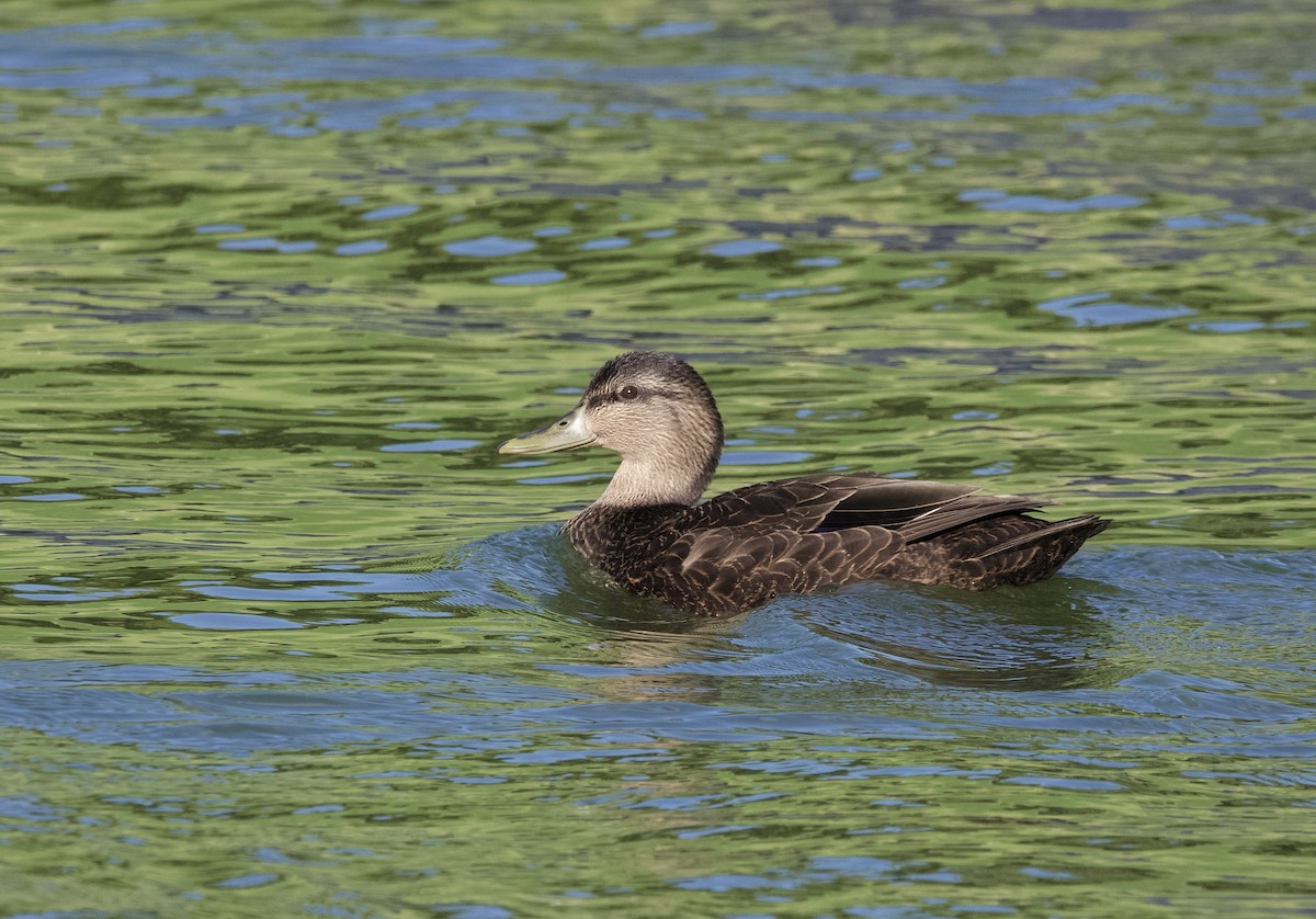American Black Duck - ML647136829