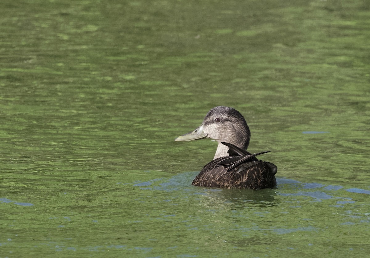 American Black Duck - ML647136830